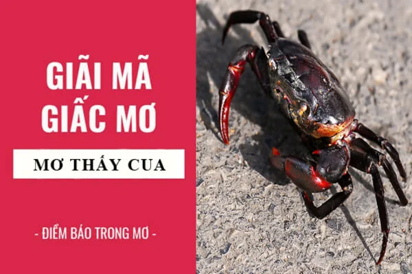 Nhìn thấy cua đánh con gì mang điềm báo gì