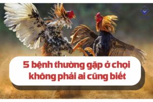 Các bệnh thường gặp ở gà chọi: Cách điều trị hiệu quả nhất