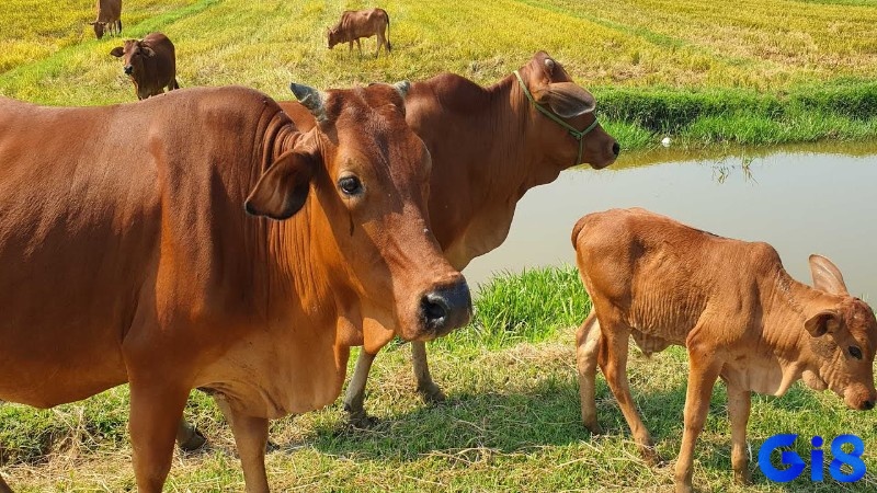 Khám phá điềm báo khi chiêm bao thấy có đàn bò