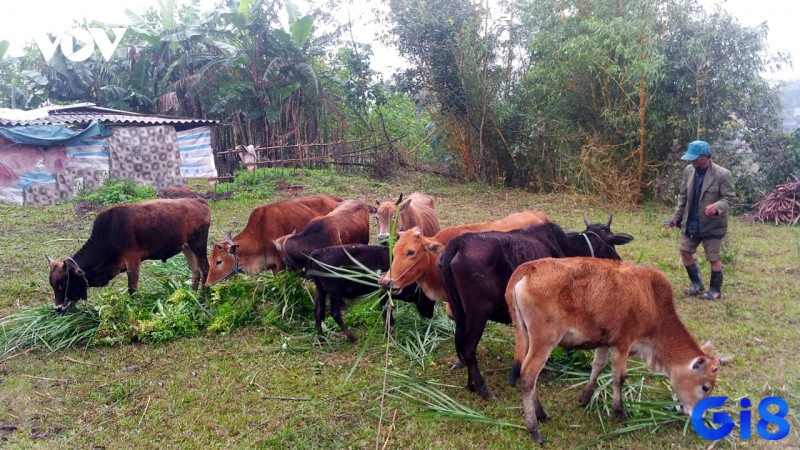 Giải mã cho giấc chiêm bao thấy bò đang ăn