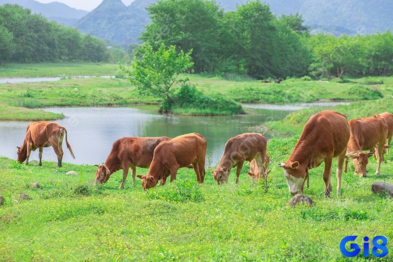 Mộng thấy đàn bò thường biểu tượng cho cuộc sống thịnh vượng