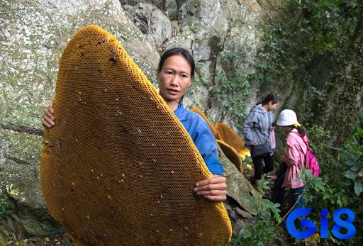 Giải mã giấc mơ thấy tổ ong cho đề thủ nhiều con số đề